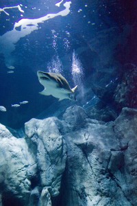 Acuario